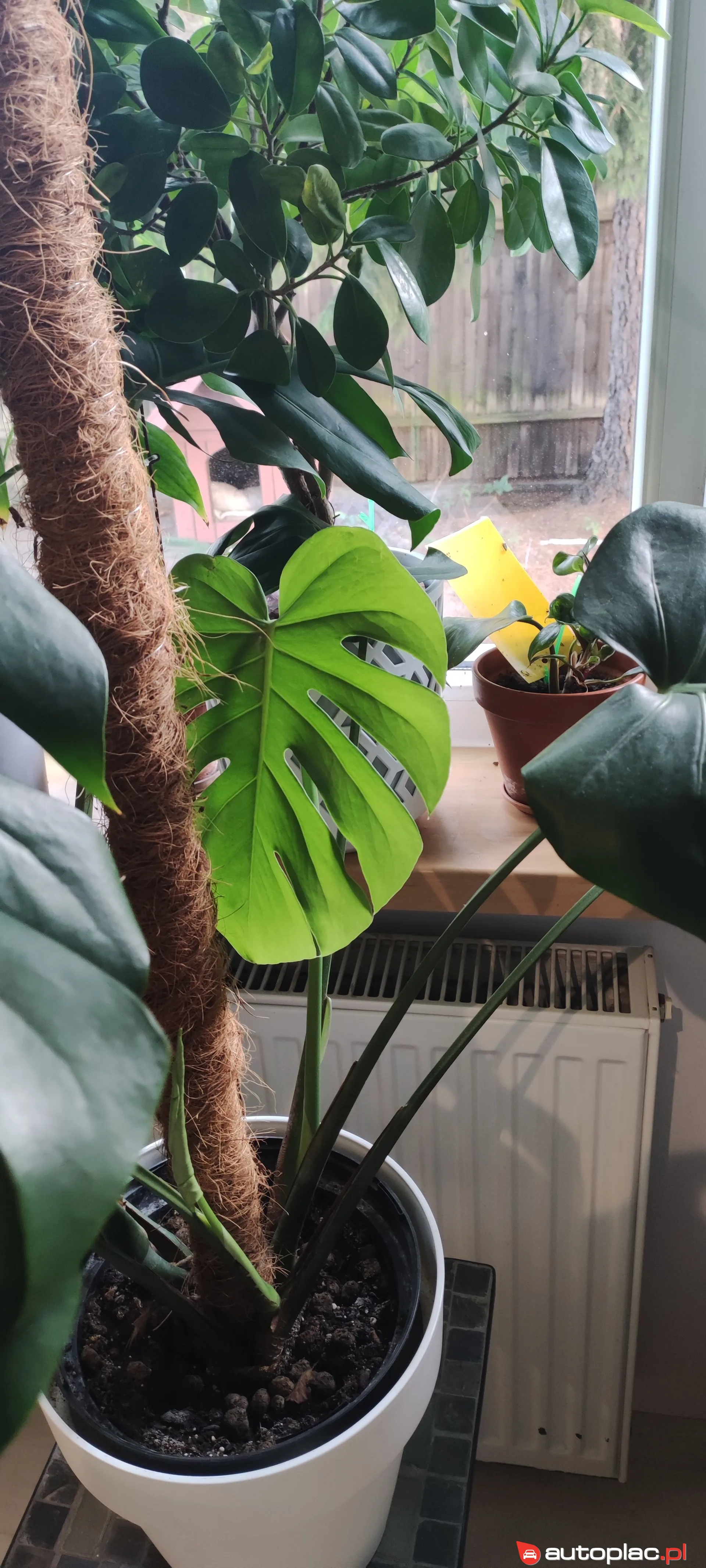 Zundapp Inny 2024 na sprzedaż