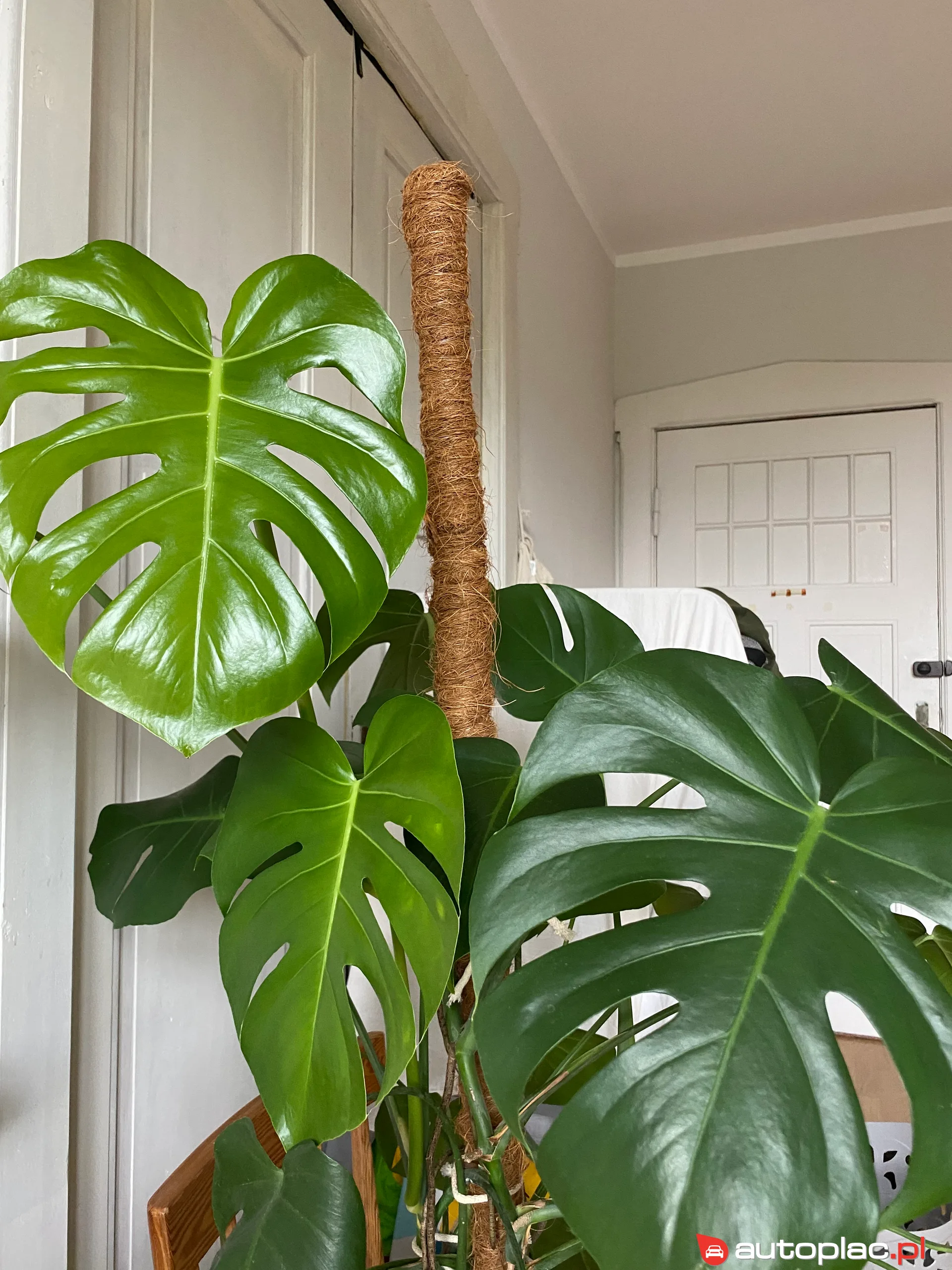 AC ACE 2021 na sprzedaż