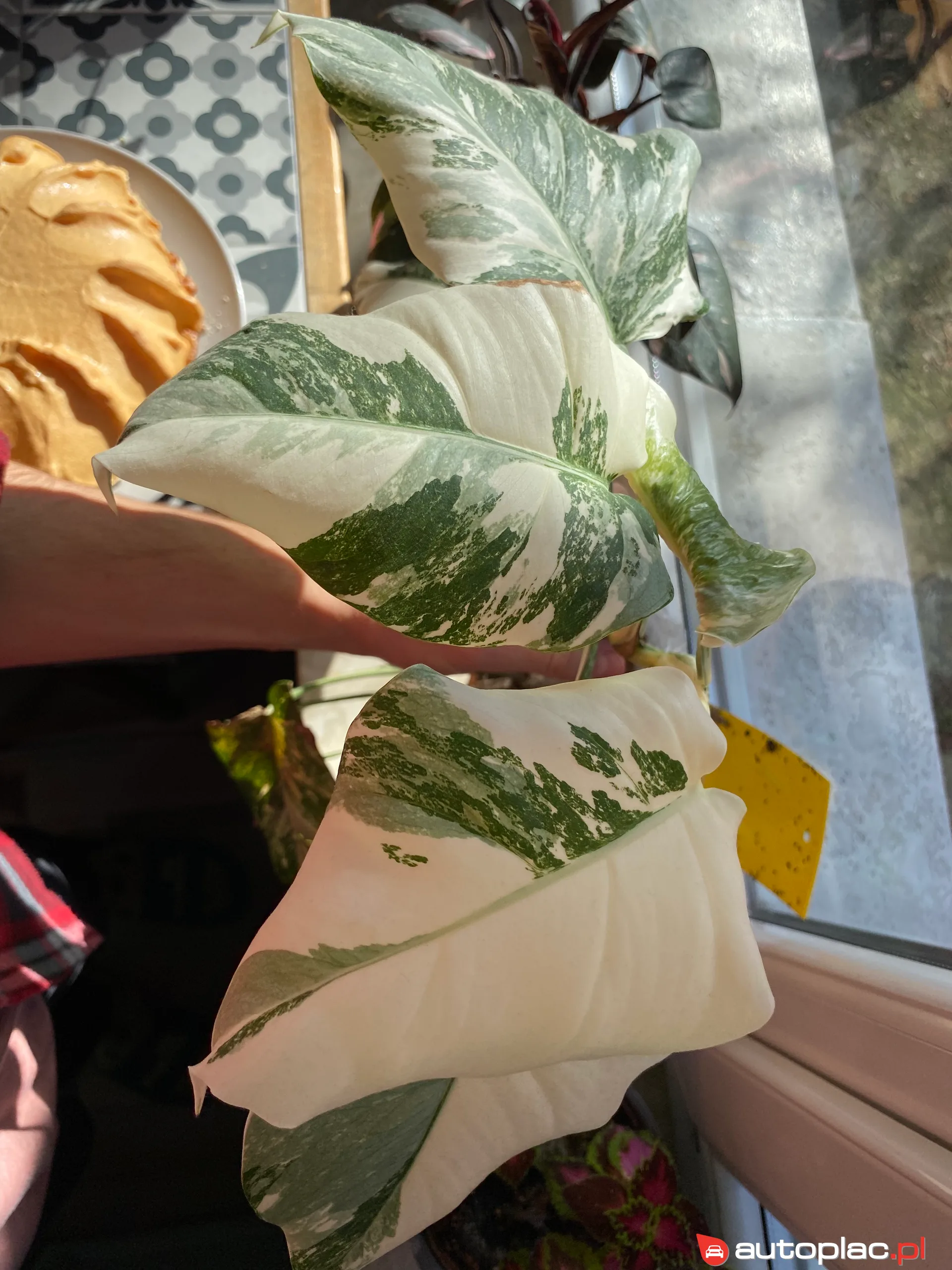 Aiways U5 2011 na sprzedaż