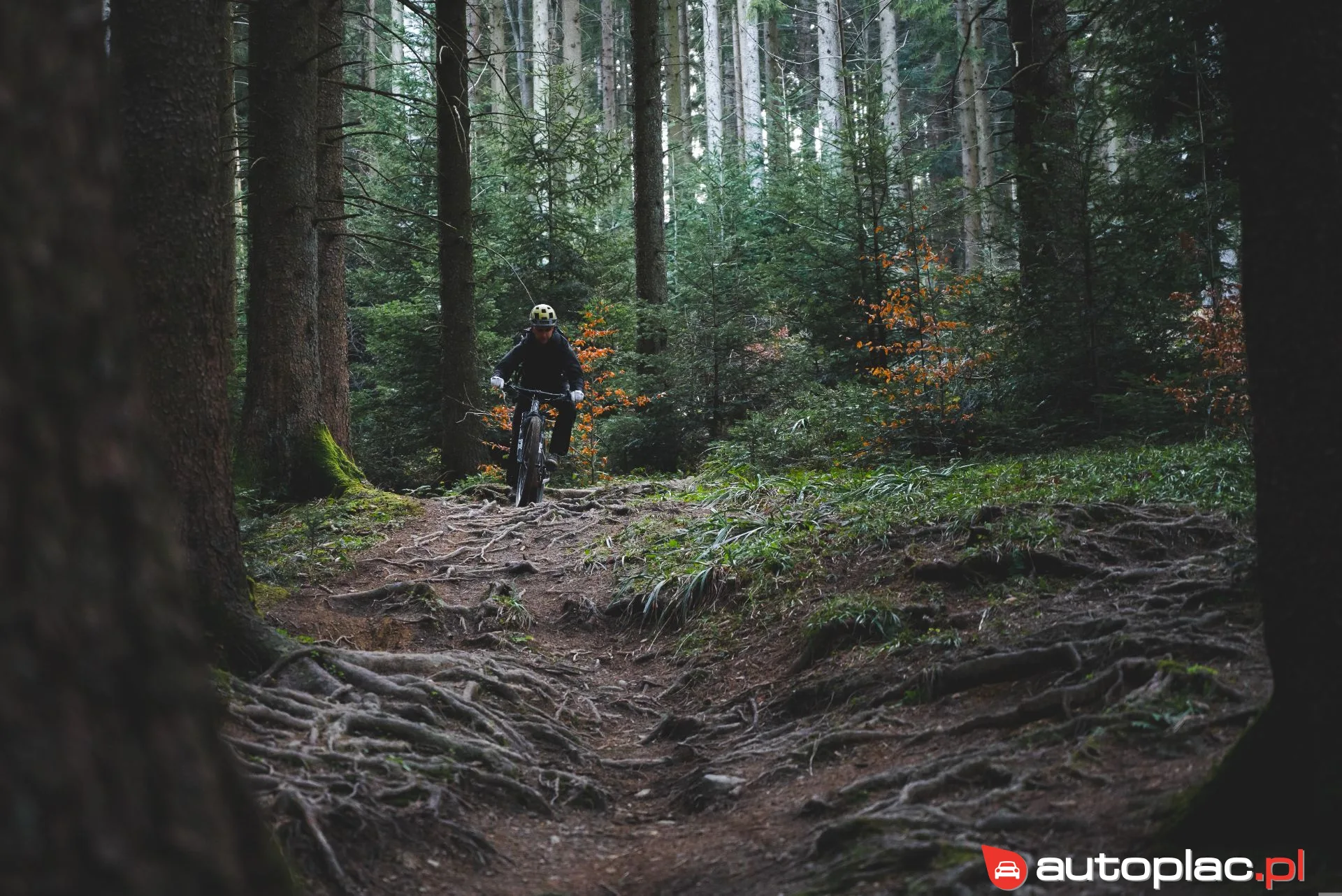 Adams jl adams adams adams adams adams adams adams adams adams Adams 2023 na sprzedaż