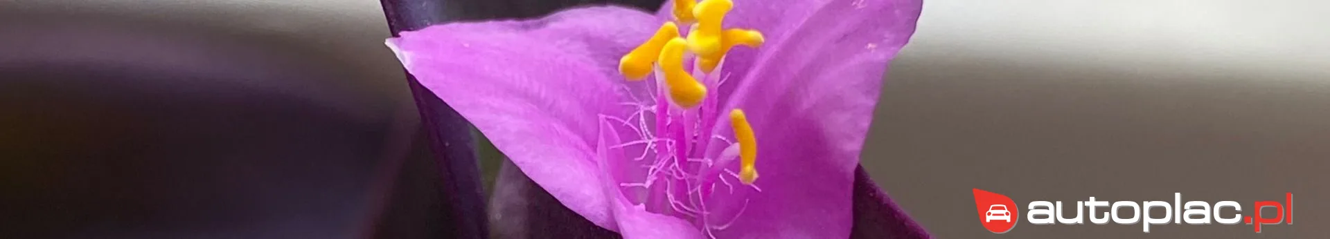 Acura CSX 2022 na sprzedaż